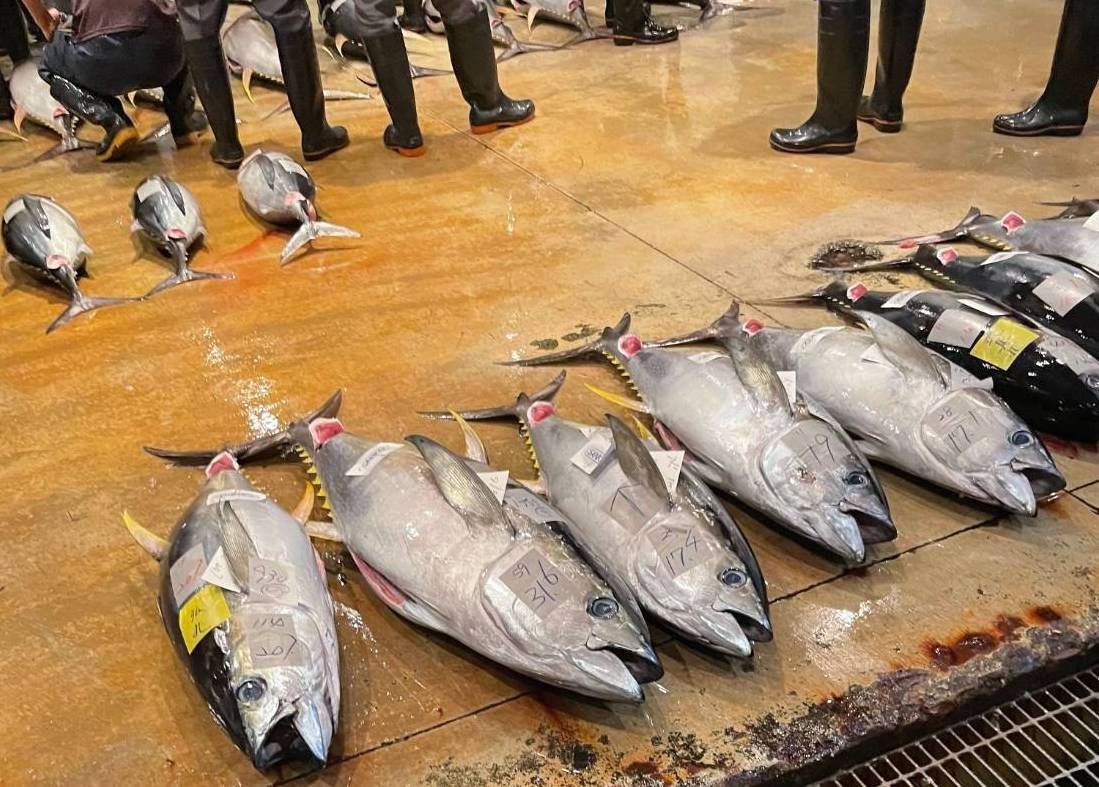 Rows of large tuna fish laid on a wet market floor, with people standing in boots nearby.